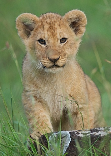 Young Mwenzi